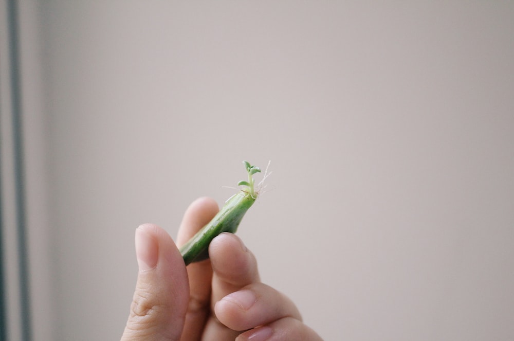 person holding green chili pepper