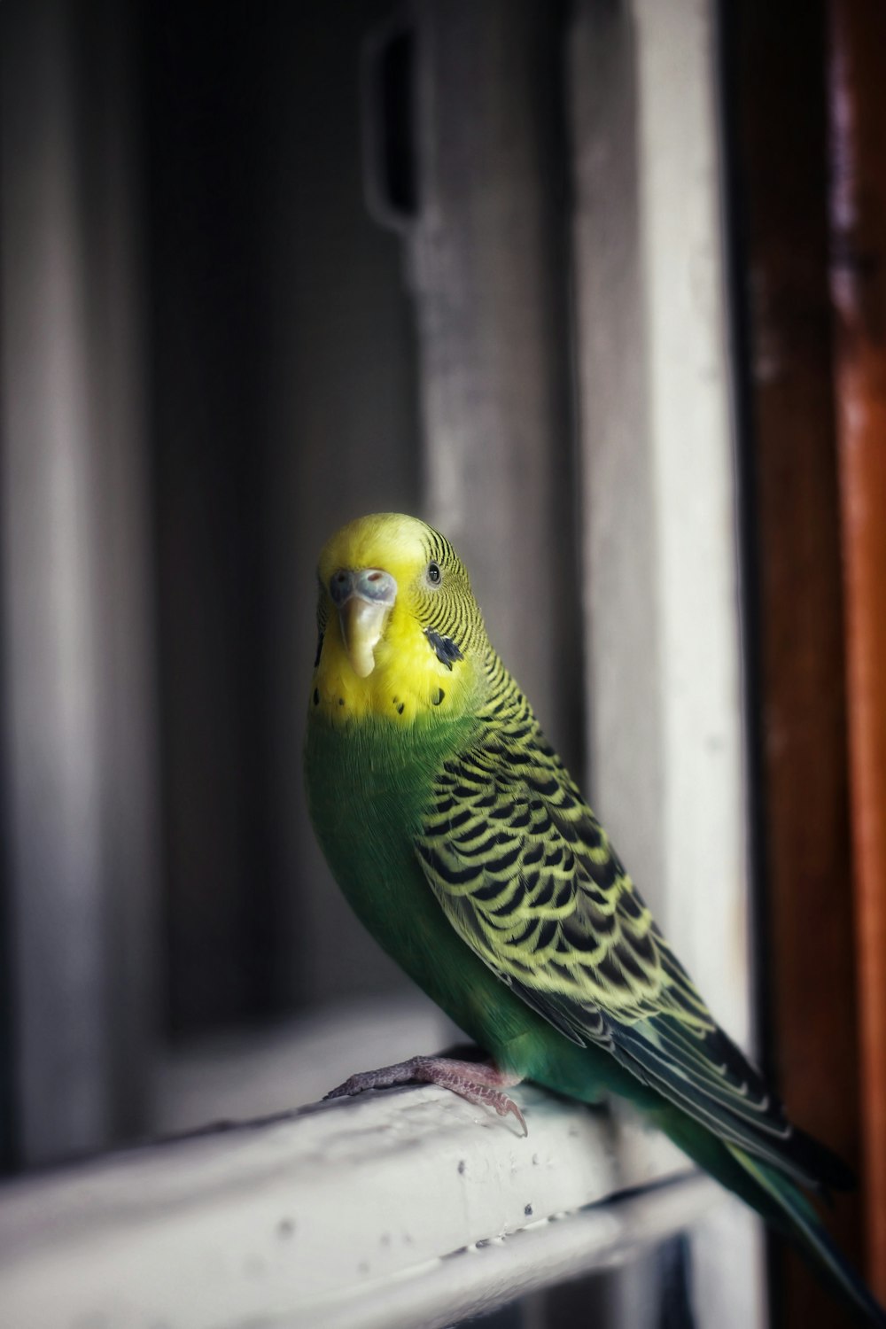pájaro verde y amarillo sobre superficie de hormigón gris