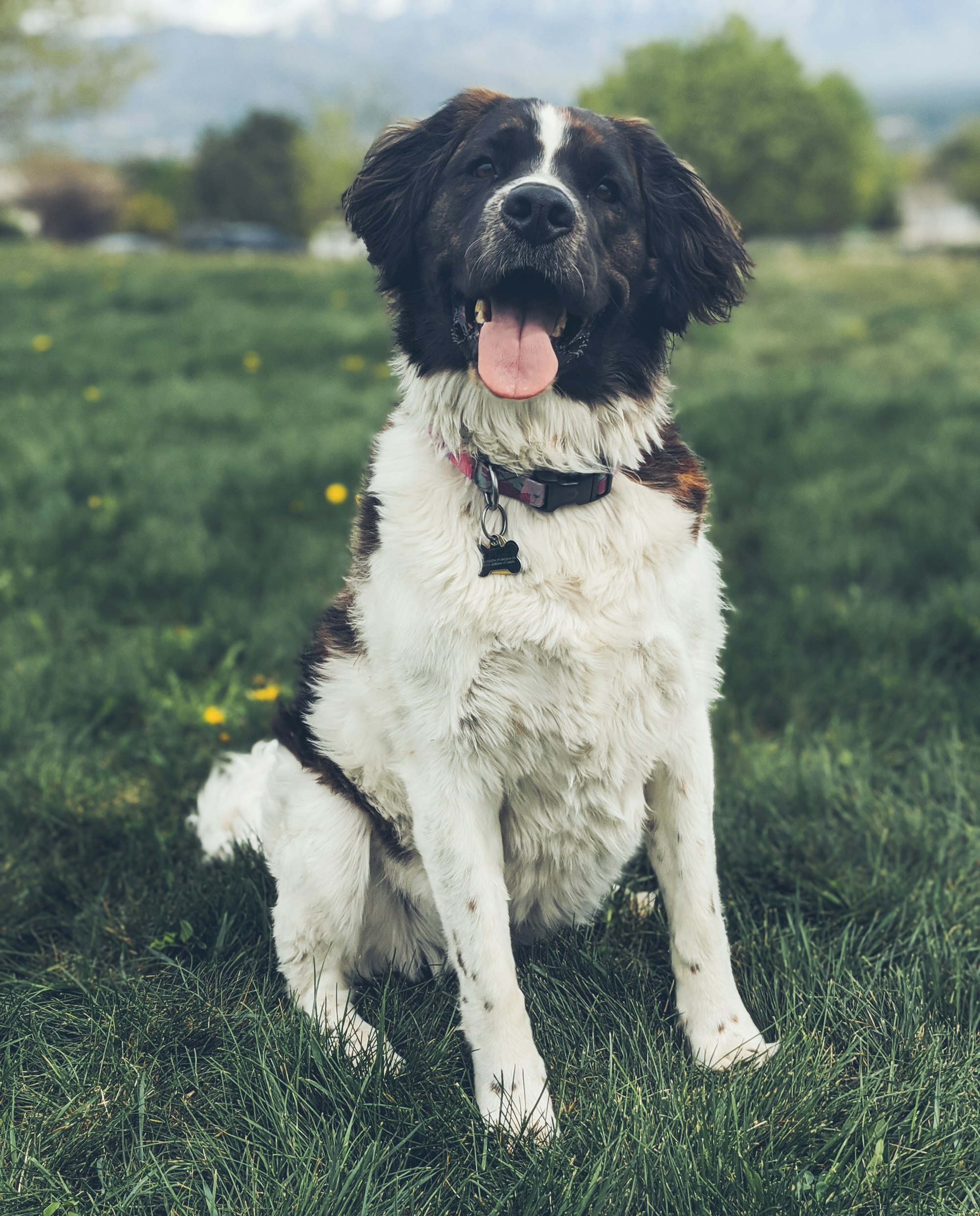 black and white St. Bernard sitting on green grass field during daytime