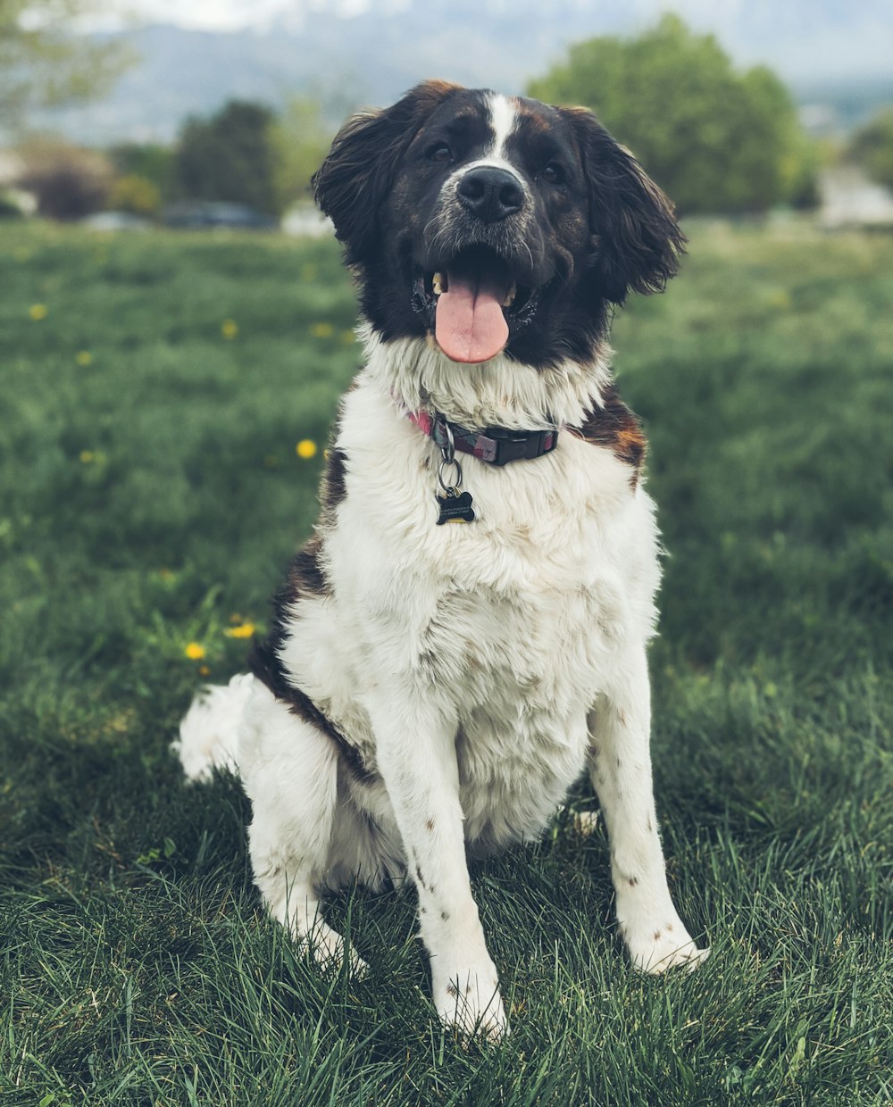 black and white border collie puppy sitting on green grass field during daytime