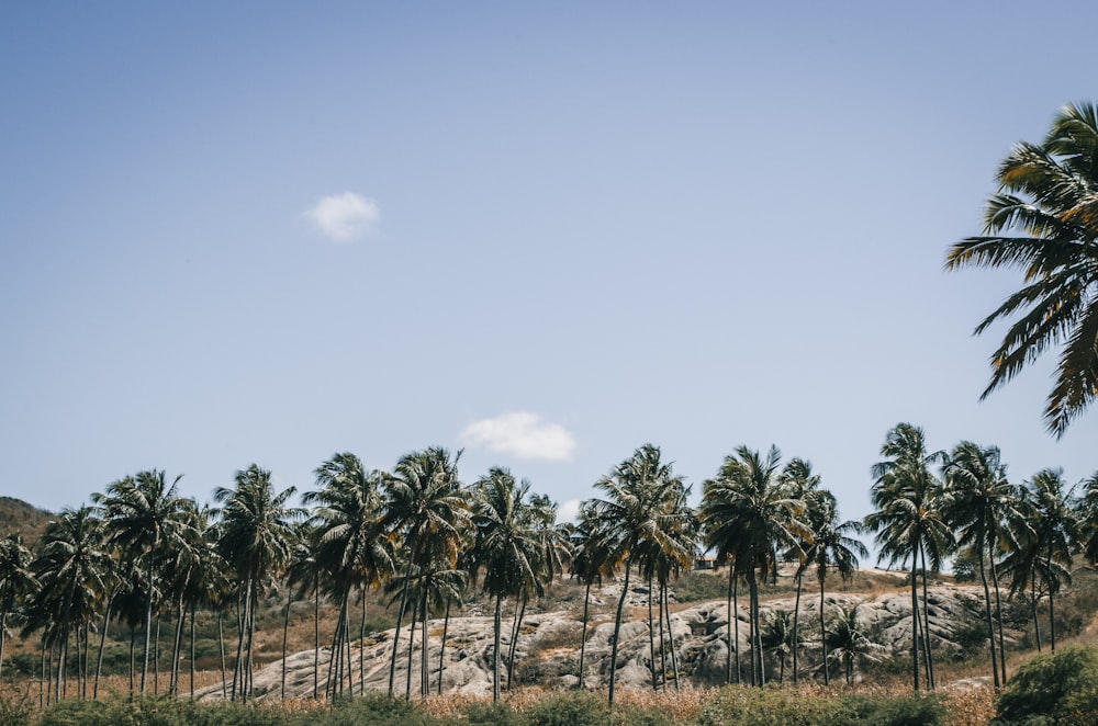 palme verdi sotto il cielo blu durante il giorno