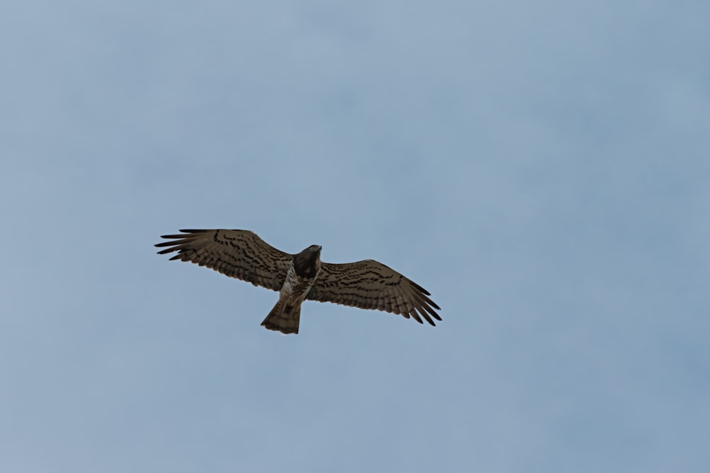 Uccello marrone e bianco che vola sotto le nuvole bianche durante il giorno