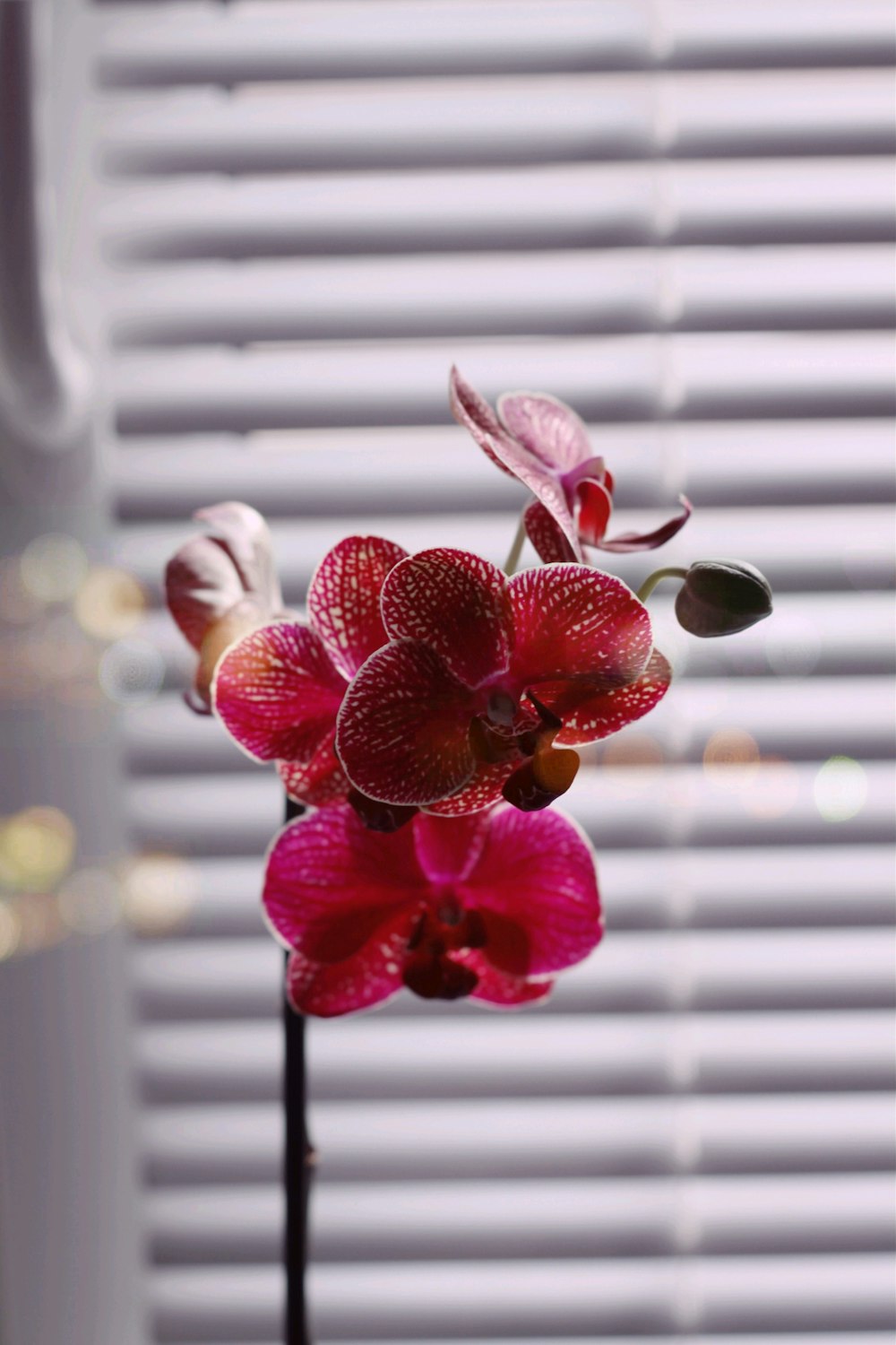 red flower in front of white window blinds