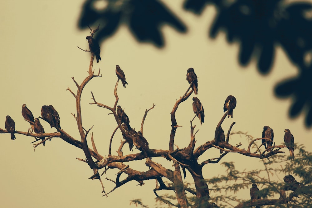 birds on tree branch during daytime