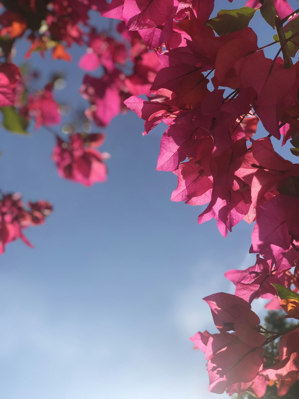 昼間の青空にピンクと白の花