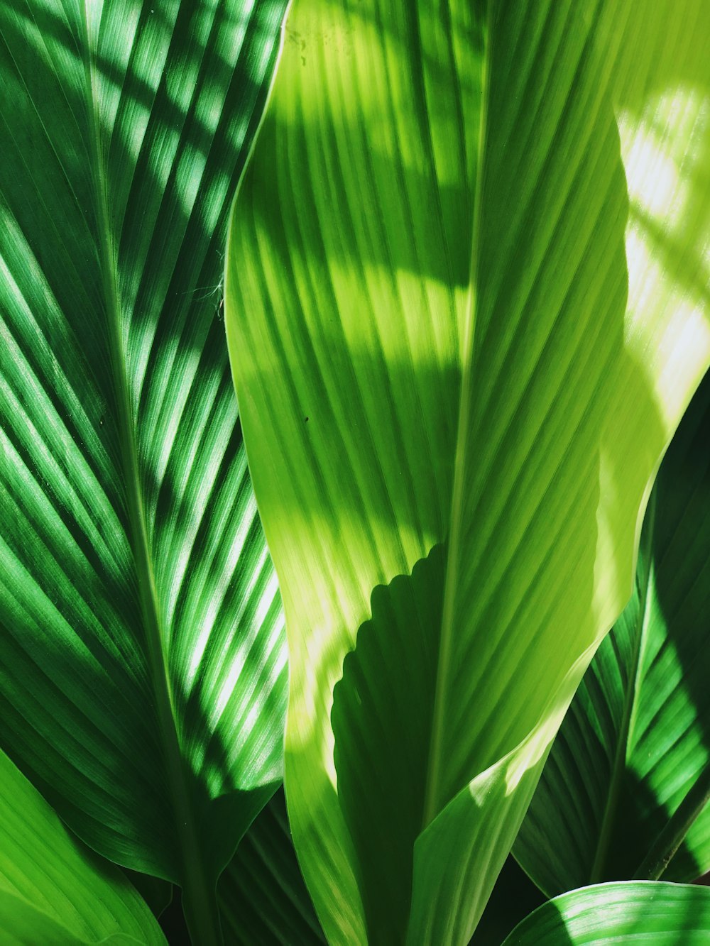 green leaf in close up photography