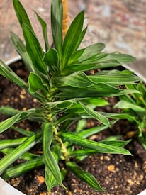 A vibrant green plant with long, slender leaves grows in a pot filled with dark soil. The leaves display a healthy sheen and have a slightly pointed tip, spiraling upwards from the center.
