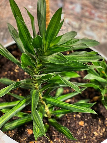 A vibrant green plant with long, slender leaves grows in a pot filled with dark soil. The leaves display a healthy sheen and have a slightly pointed tip, spiraling upwards from the center.