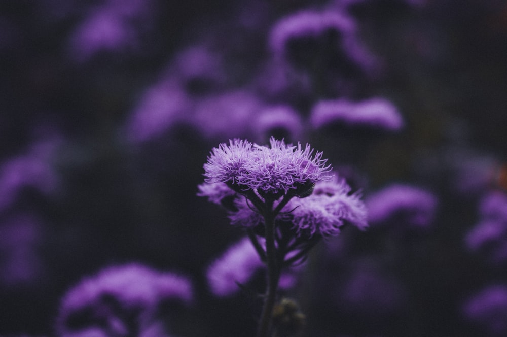 purple flower in tilt shift lens