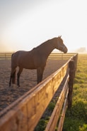 A sunlit horse camp paddock with children grooming horses under warm golden light.