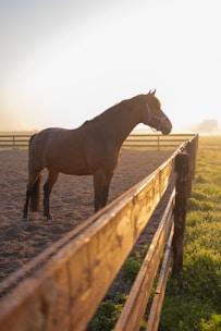 A graceful horse standing calmly during an osteopathy session in a sunny paddock.