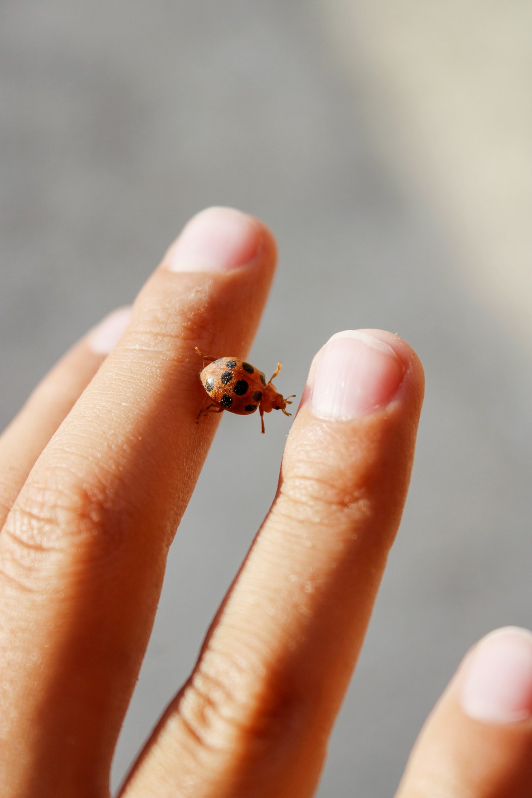 red ladybug on persons finger