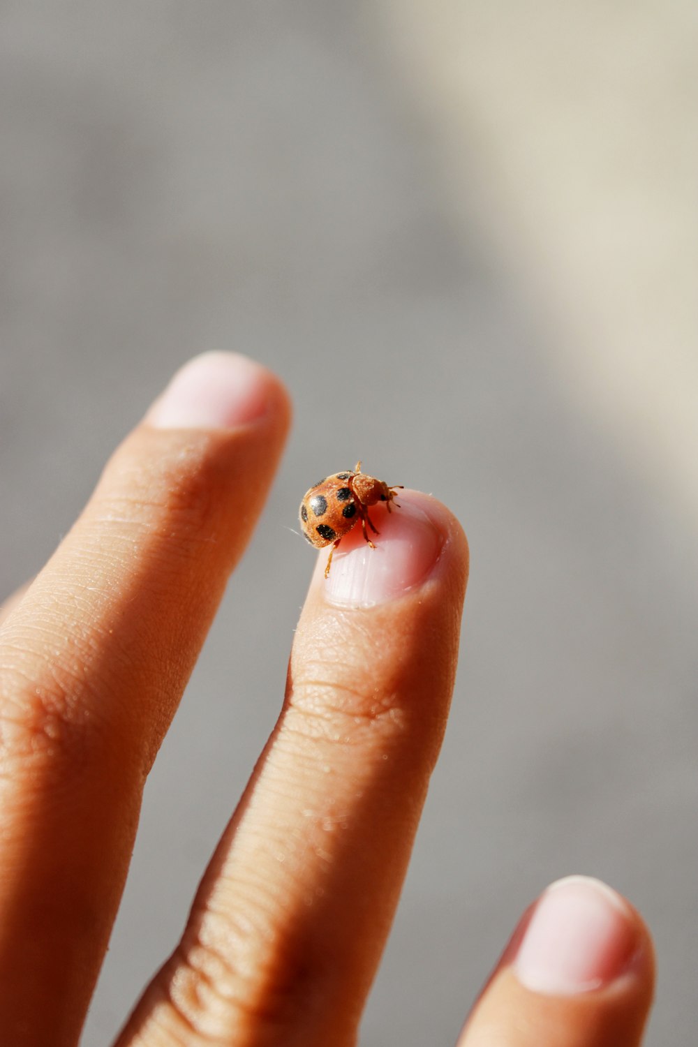 red ladybug on persons finger