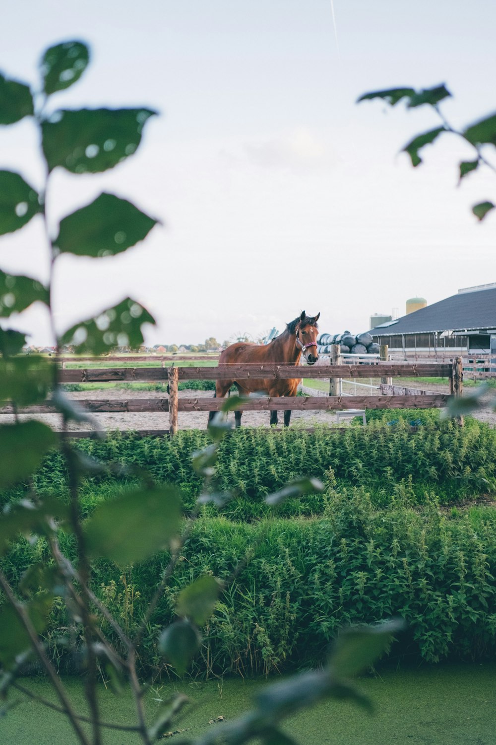 brown horse on green grass field during daytime