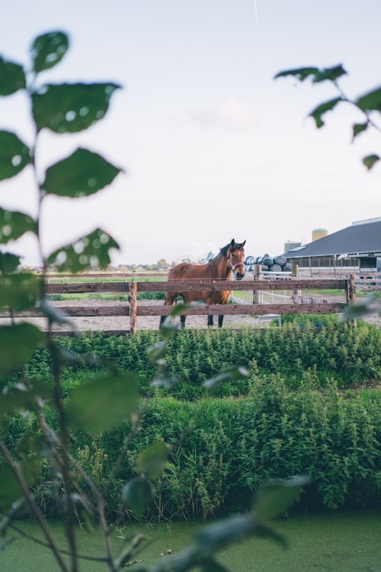 brown horse on green grass field during daytime in Makkum Netherlands
