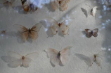 Close-up of a butterfly shadow box showing intricate details and soft shadows on a pale wall.