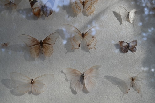 Elegant display of artisanal decorative pieces inspired by butterflies.