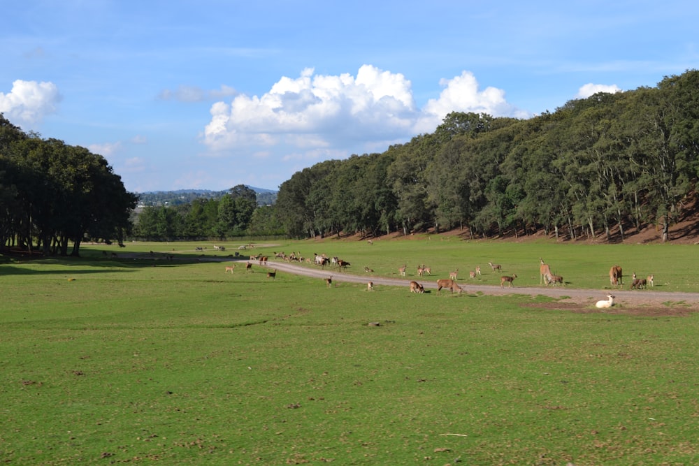 green grass field with animals on grass field during daytime