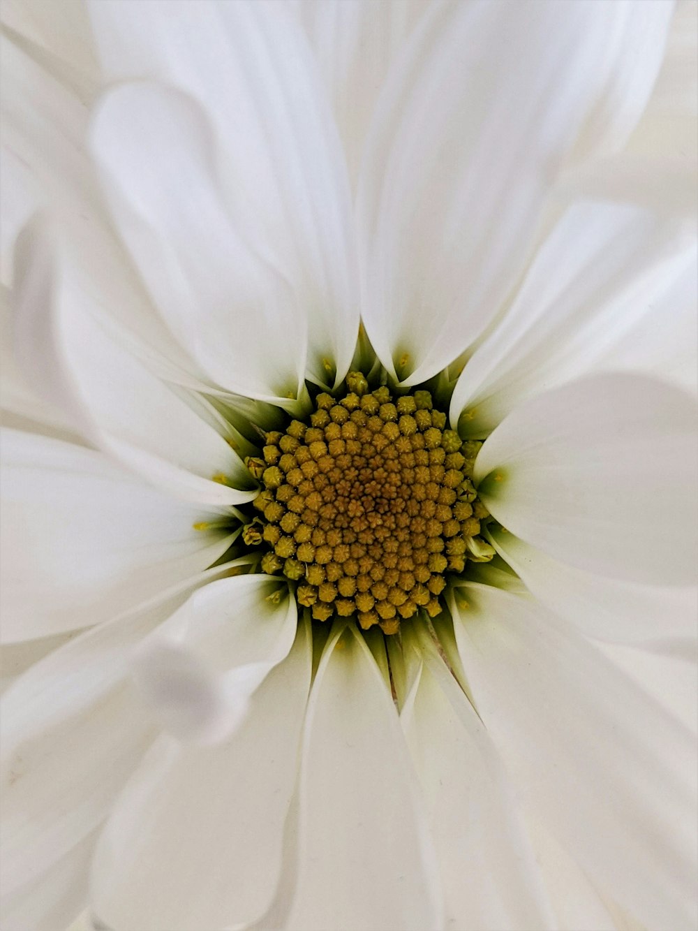 white daisy in bloom close up photo