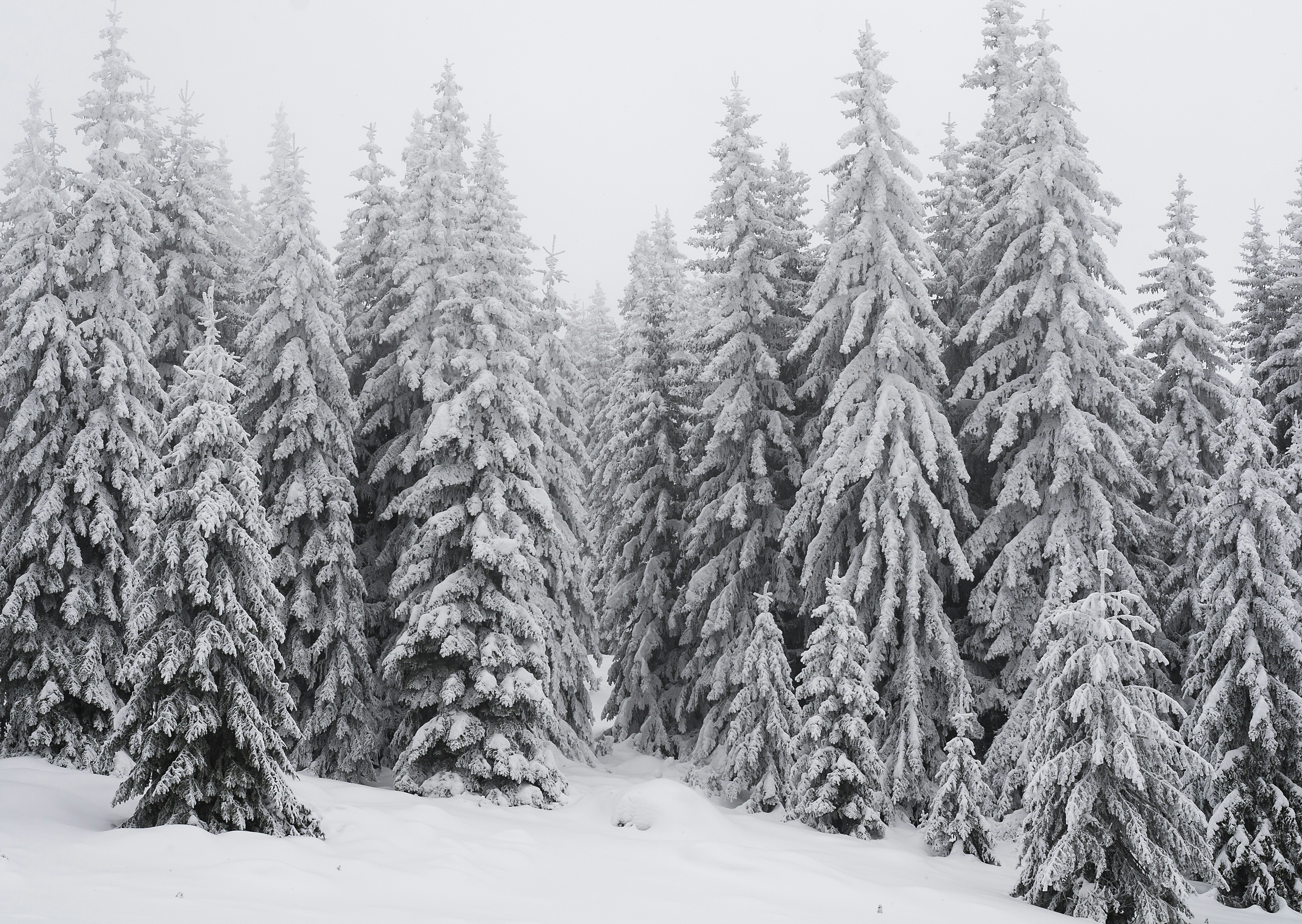 snow covered pine trees during daytime