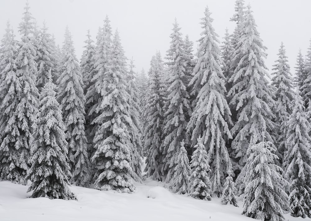 snow covered pine trees during daytime