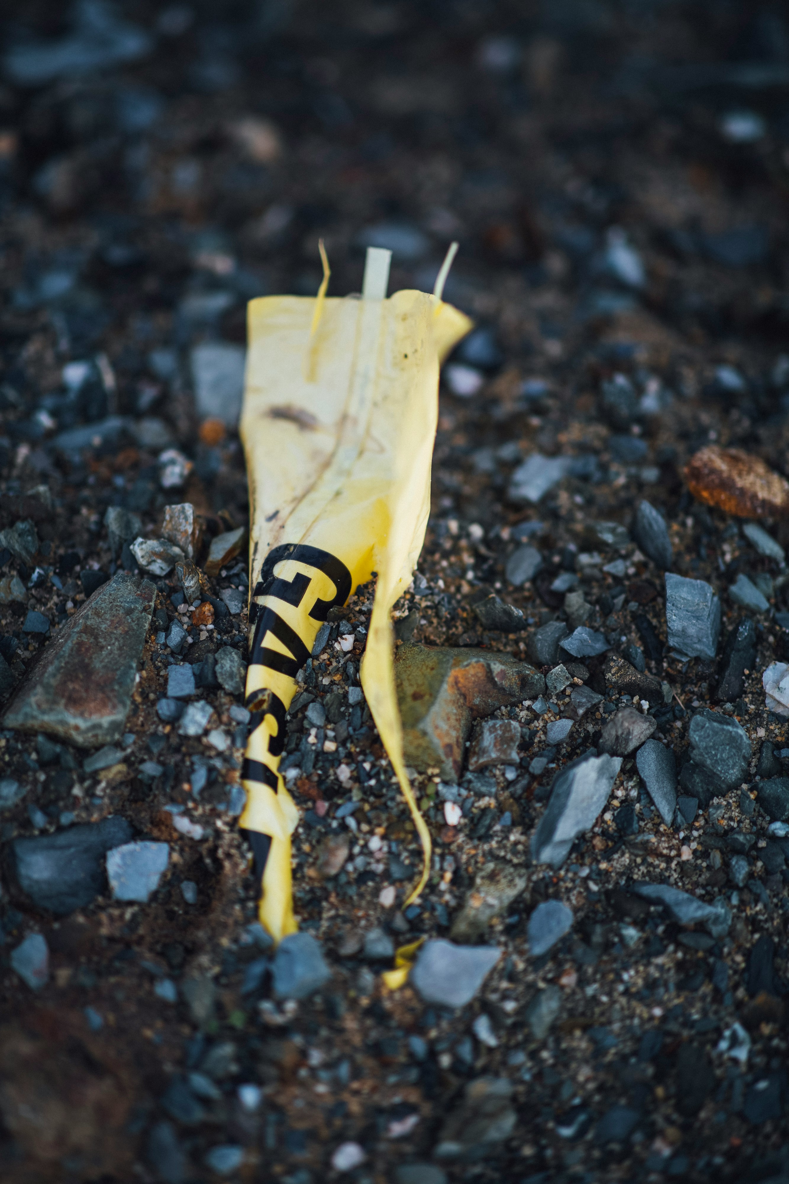 yellow and black caterpillar on brown soil