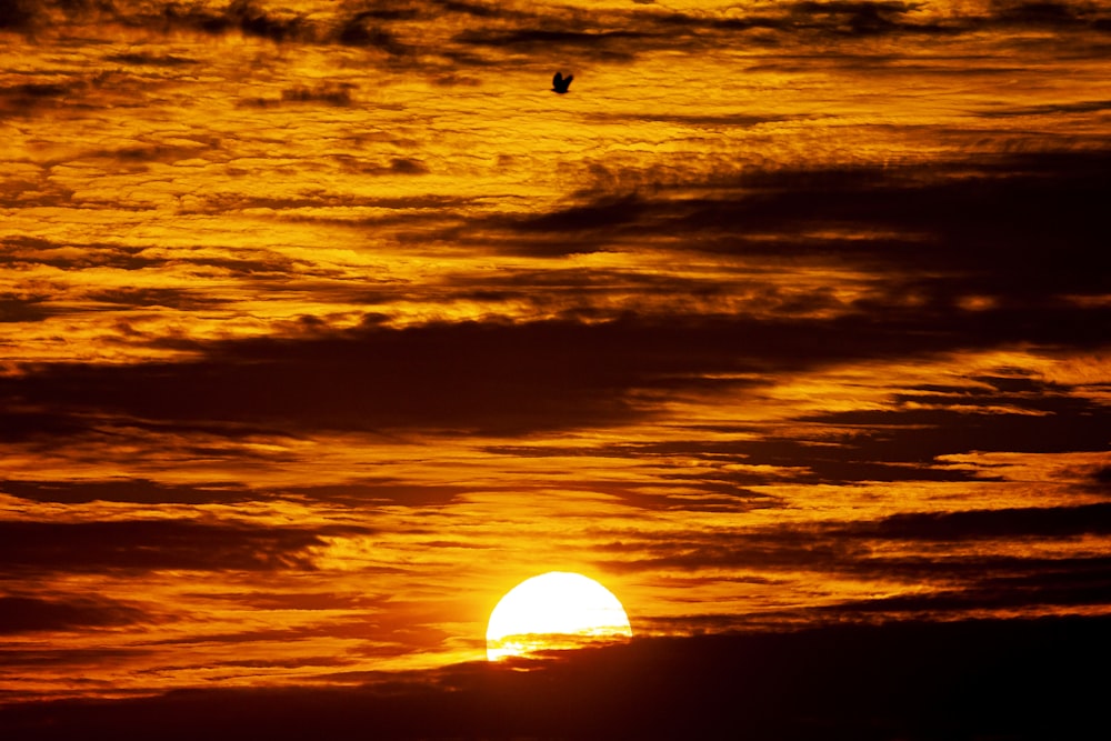 silhouette of bird flying during sunset