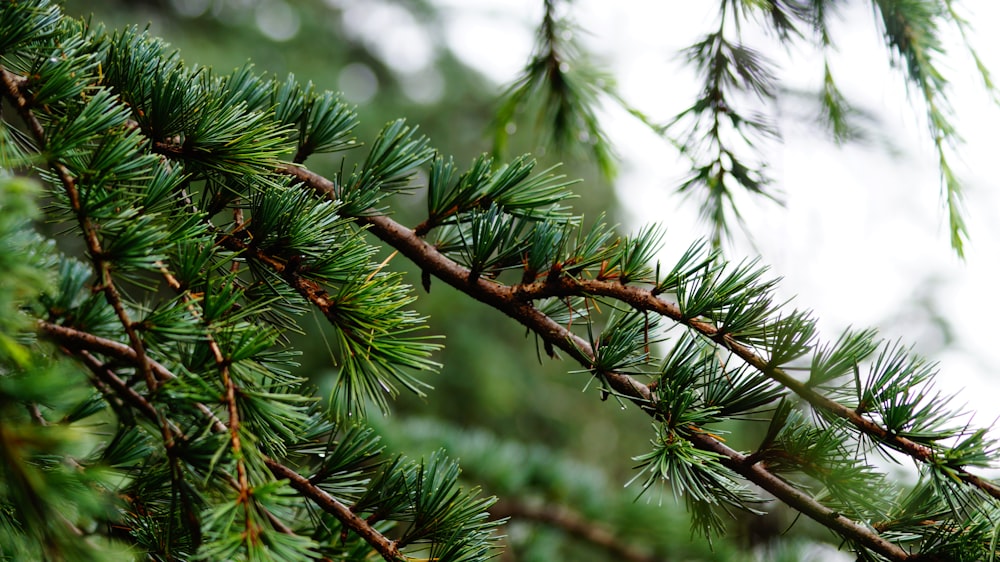 grüner Baum mit Schnee tagsüber