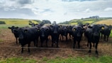 A herd of black cattle standing on a dirt field, looking directly at the camera. The background features rolling hills covered in green grass and patches of trees under a partly cloudy sky.