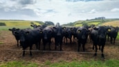 A herd of black cattle standing on a dirt field, looking directly at the camera. The background features rolling hills covered in green grass and patches of trees under a partly cloudy sky.