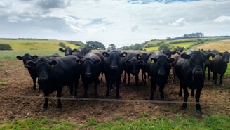 A herd of black cattle standing on a dirt field, looking directly at the camera. The background features rolling hills covered in green grass and patches of trees under a partly cloudy sky.