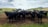 A herd of black cattle standing on a dirt field, looking directly at the camera. The background features rolling hills covered in green grass and patches of trees under a partly cloudy sky.