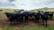 A herd of black cattle standing on a dirt field, looking directly at the camera. The background features rolling hills covered in green grass and patches of trees under a partly cloudy sky.