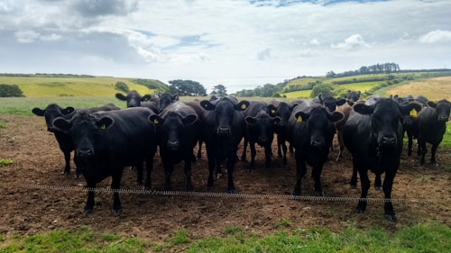 A herd of black cattle standing on a dirt field, looking directly at the camera. The background features rolling hills covered in green grass and patches of trees under a partly cloudy sky.