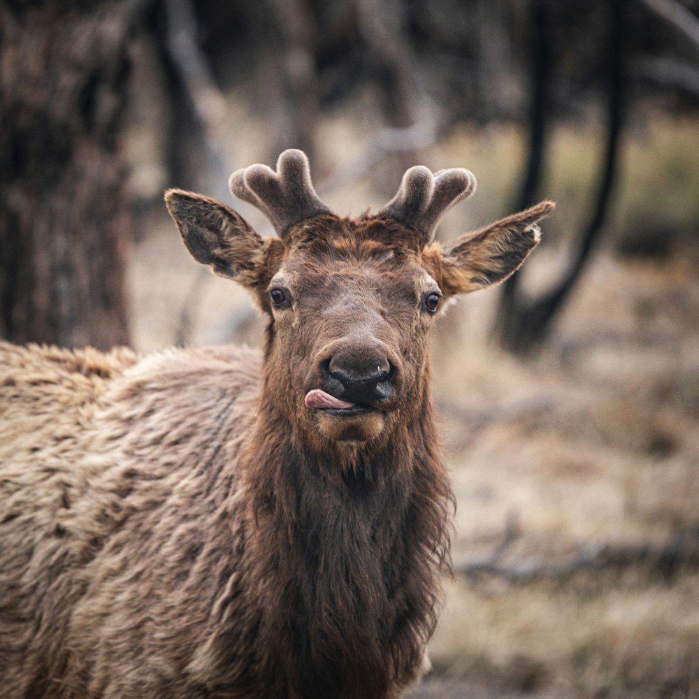 Animale marrone a 4 zampe sul campo di erba marrone durante il giorno