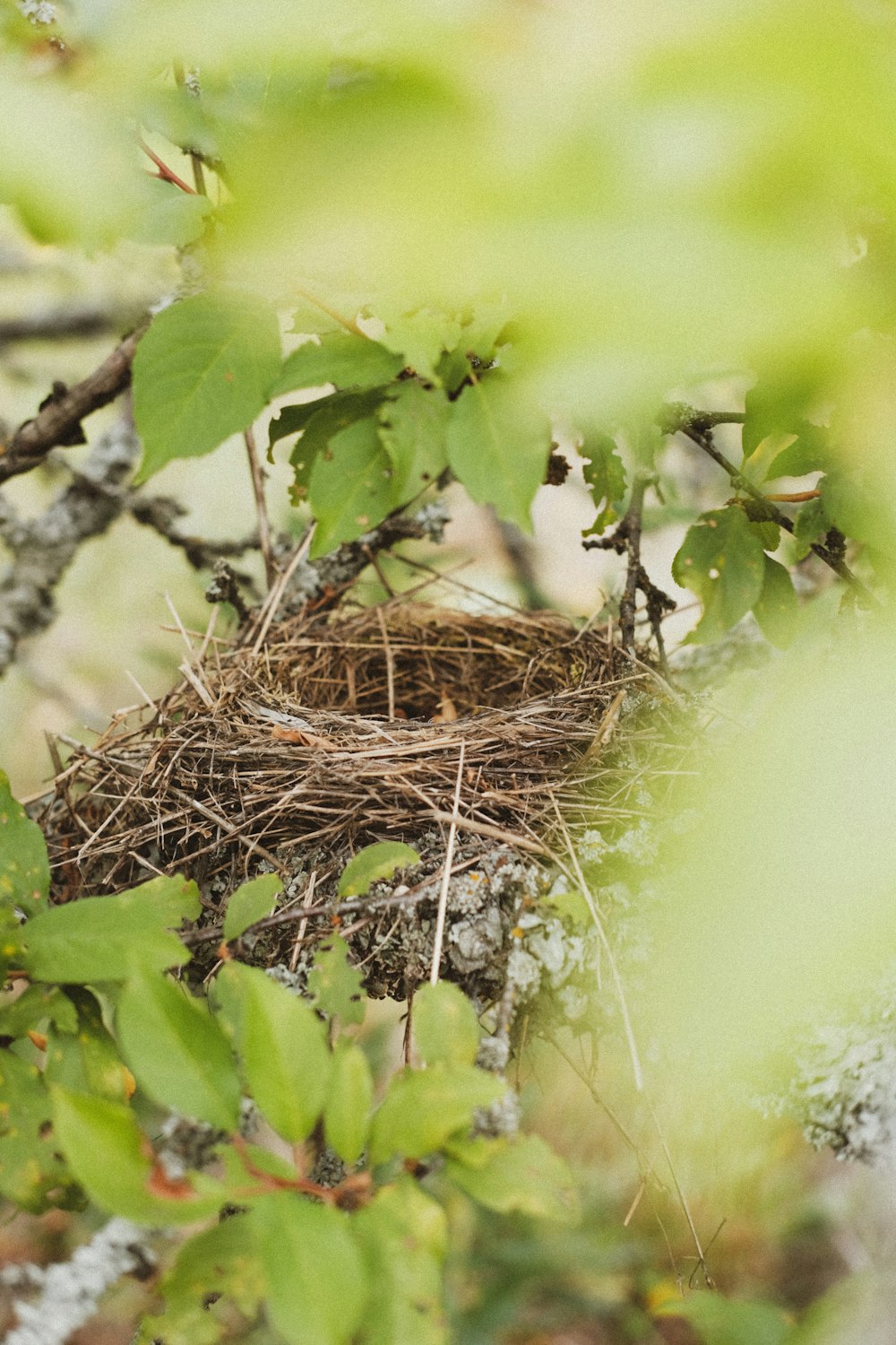 Braunes Nest auf braunem Nest