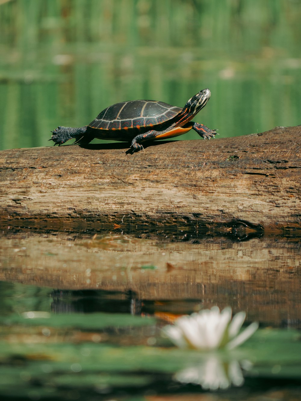 brown and black turtle on brown wood log