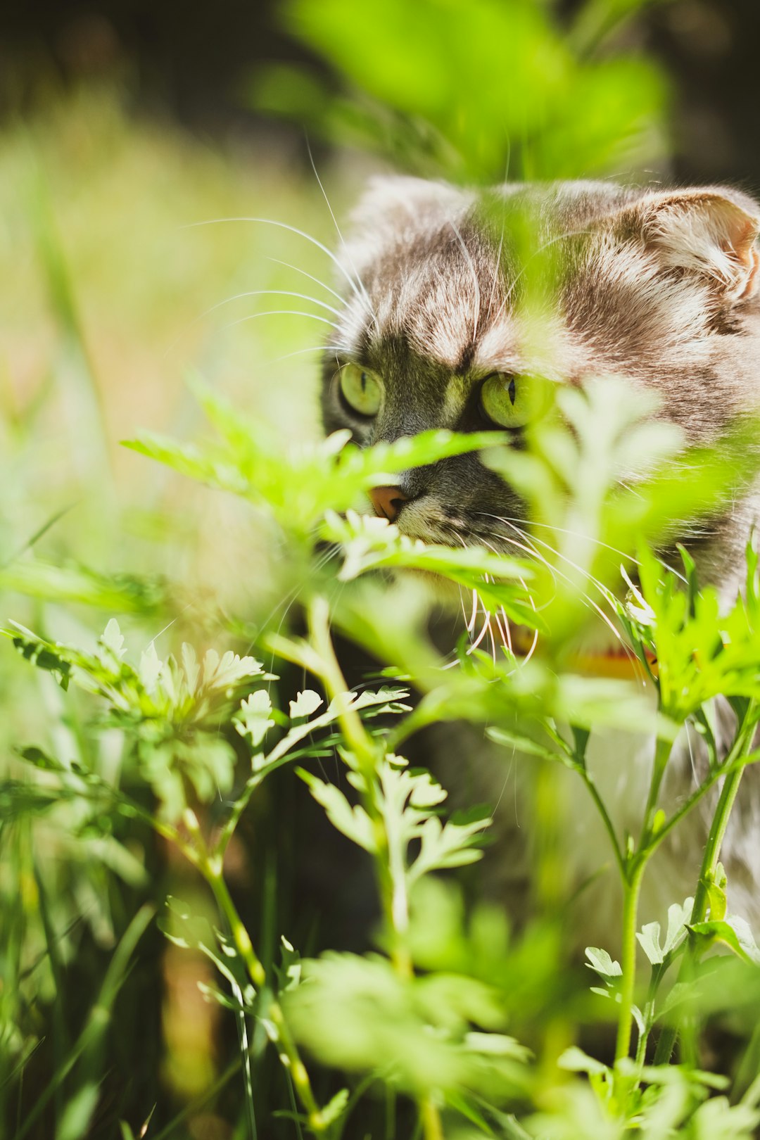 grey and white tabby cat on green grass during daytime
