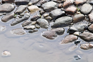 Weathered stones arranged in a cobblestone pattern with small patches of grass growing between them, partially submerged in shallow water.