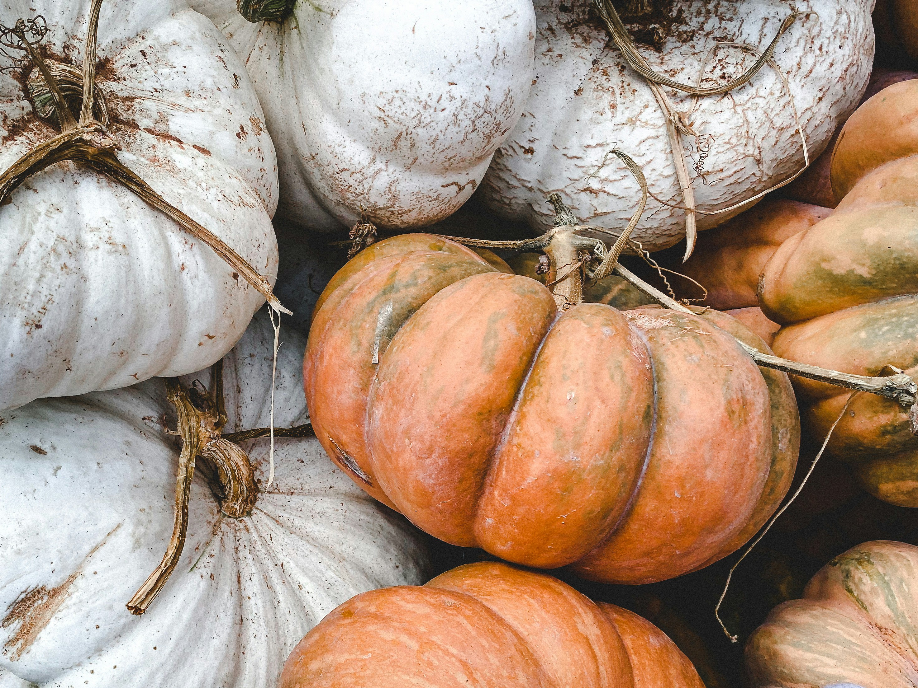 white and orange pumpkin lot