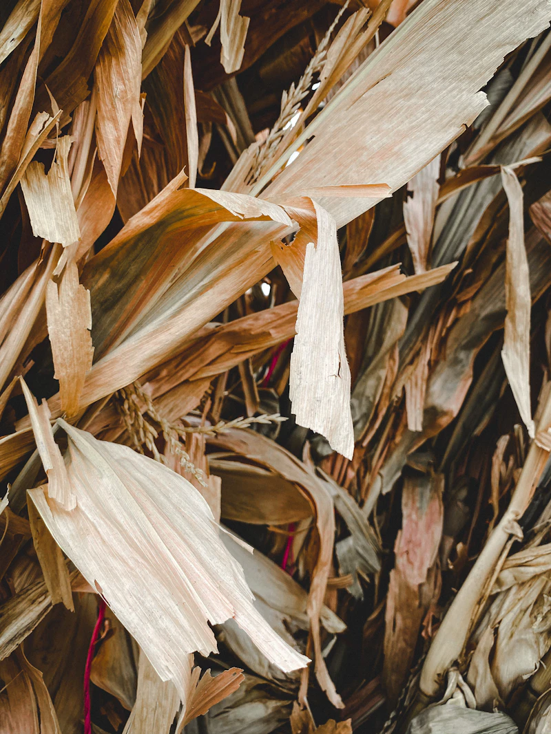 Soybean