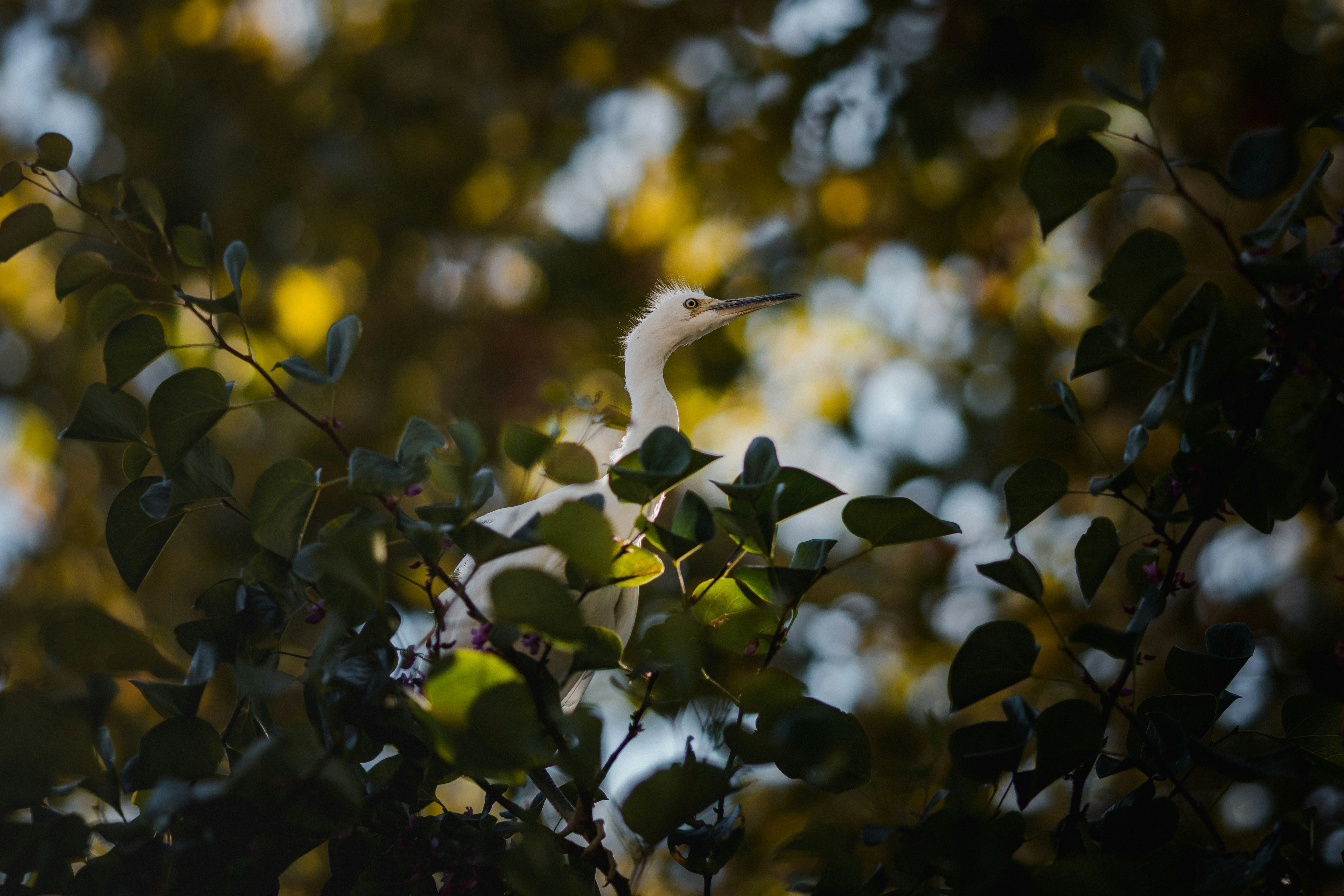 Photo by ninjason