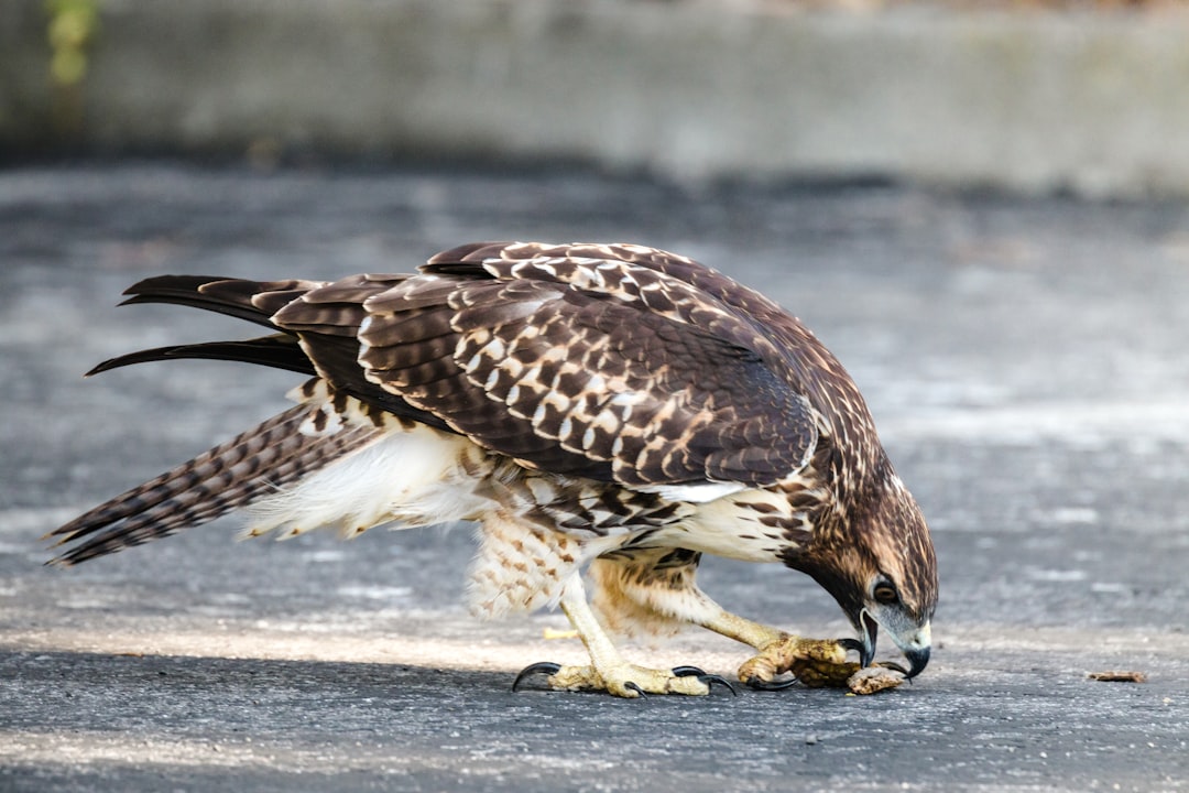 brown and white eagle flying over the sea during daytime