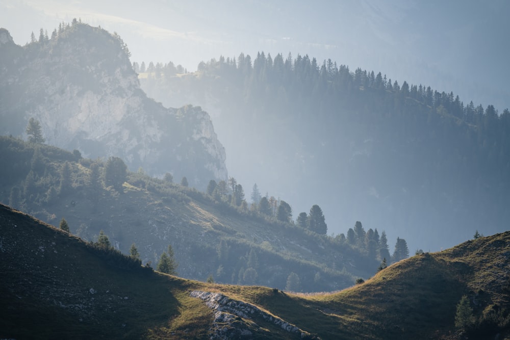 green trees on mountain during daytime