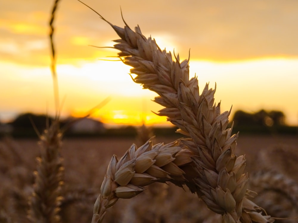 Brun champ de blé au coucher du soleil