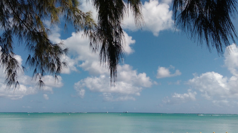 green palm trees near body of water during daytime