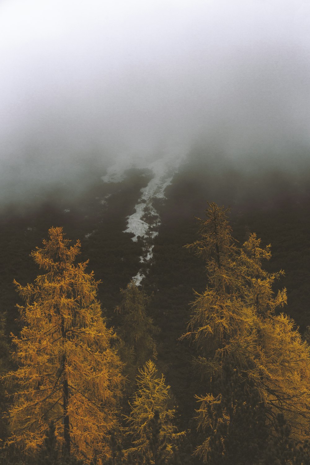 green and brown trees under white clouds