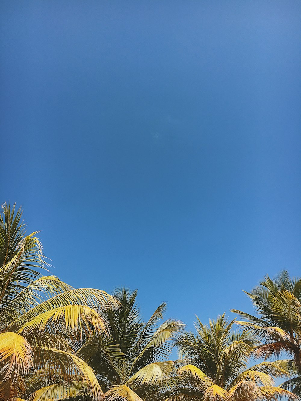 green palm tree under blue sky during daytime