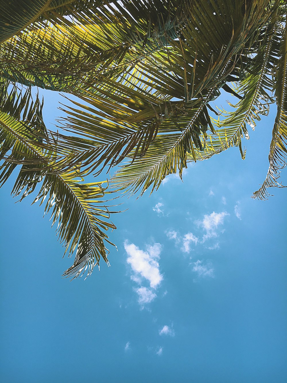 palmier vert sous le ciel bleu pendant la journée