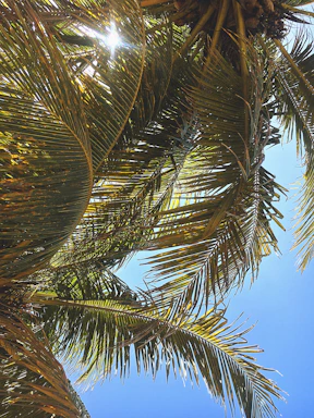 Sunlight filtering through palm trees on a well-maintained land parcel.